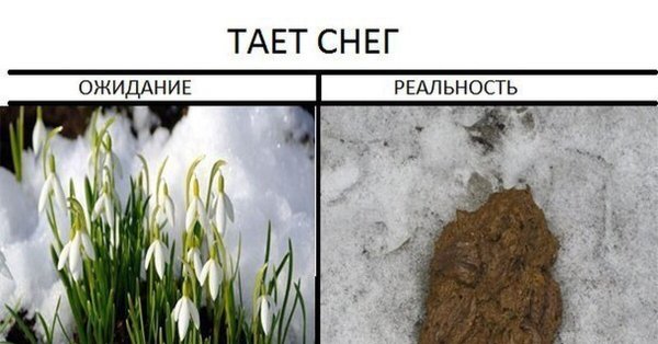 Подснежники прикол