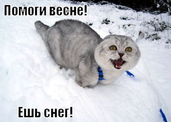 Помоги весне ешь снег