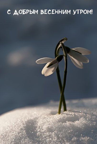 Зимние цветы подснежники