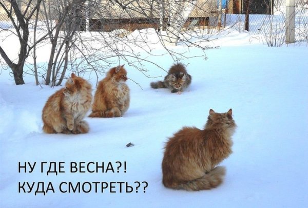 Жду весну
