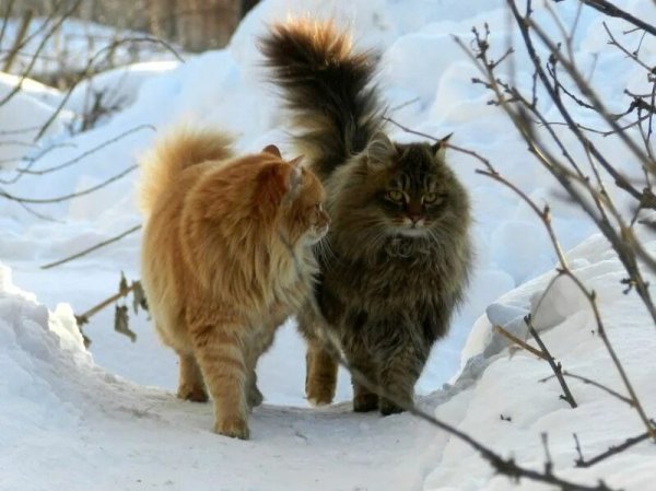 Две кошки в снегу