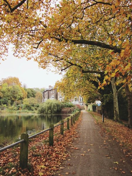 Англия Лондон природа