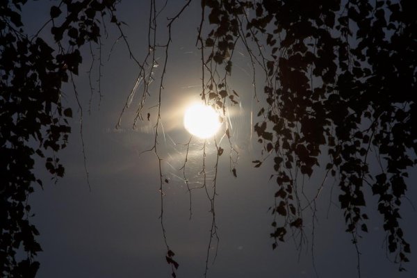 Деревья за окном ночью