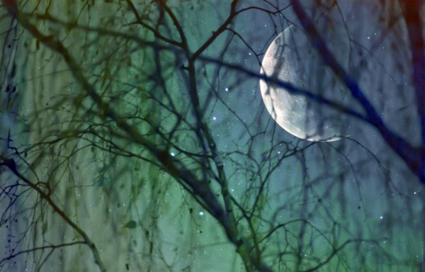 Луна в ветвях деревьев