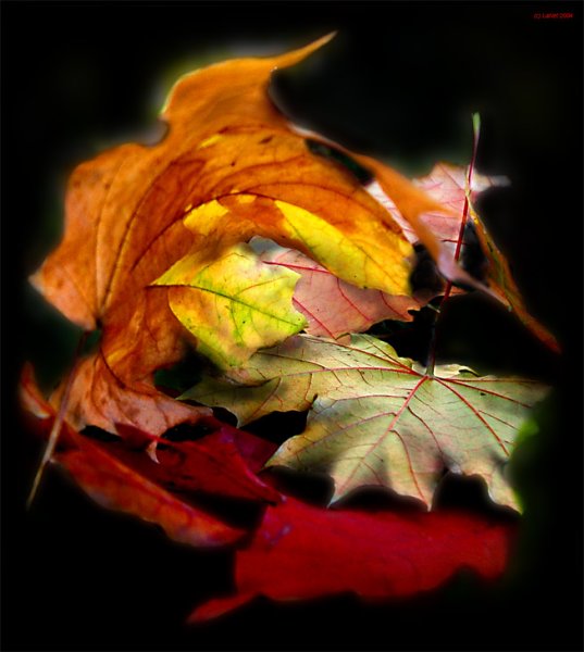 Танго на осенних листьях