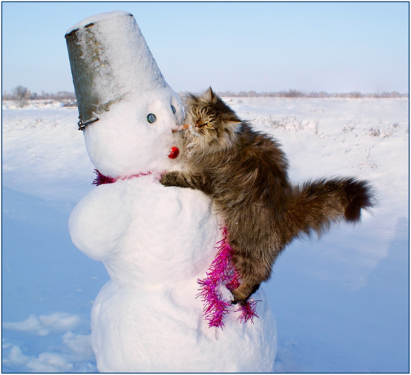 Кот Снеговик