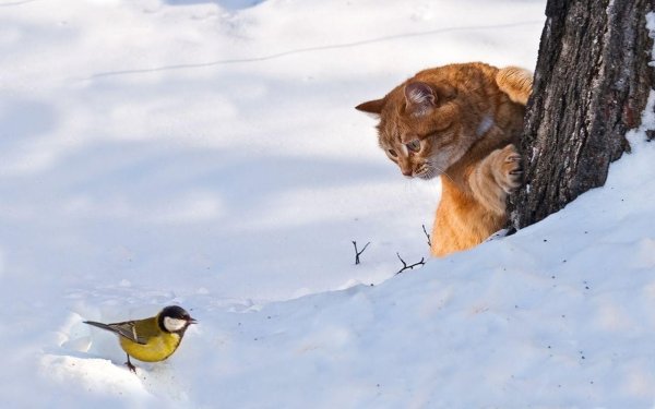 Кот охотится на птиц