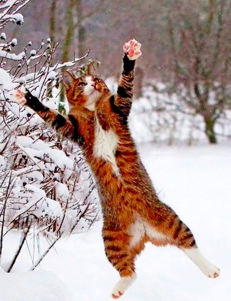 Кот радостный в снегу