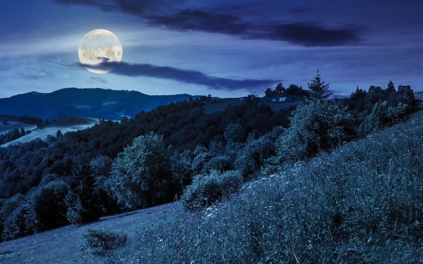 Ночь лес Луна