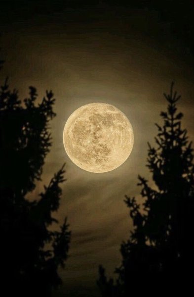 Ночь лес Луна