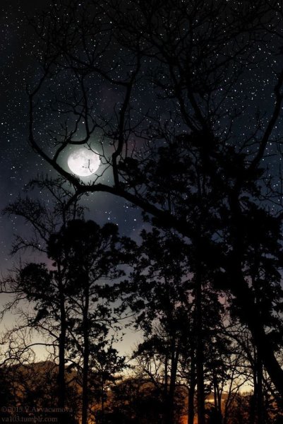 Ночной лес полнолуние