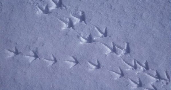 Серая куропатка следы