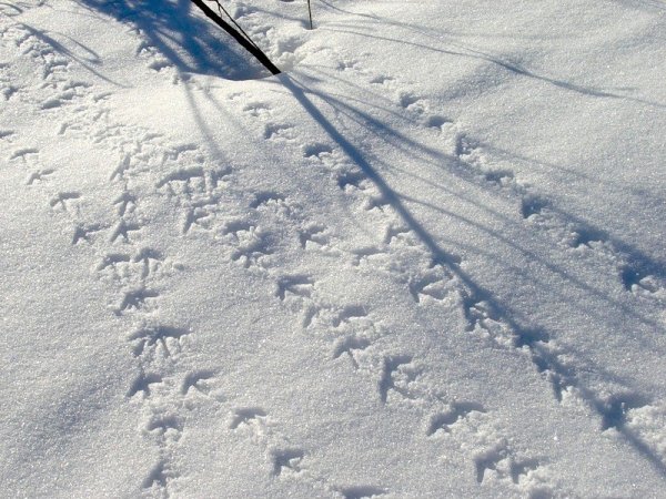 Следы куропатки на снегу