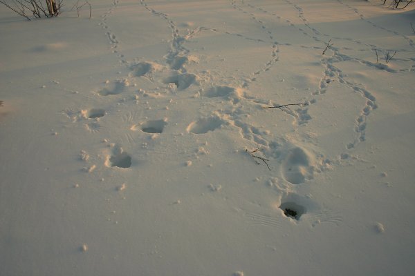 Следы куропатки