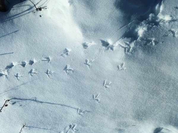 Следы куропатки на снегу