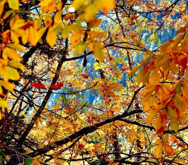 Калейдоскоп осени