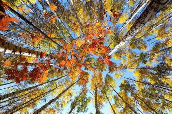 Калейдоскоп осени