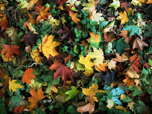 Осенний Калейдоскоп