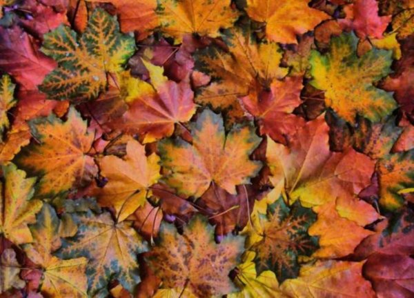 Осенний Калейдоскоп