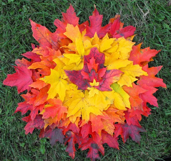 Букет из осенних листьев