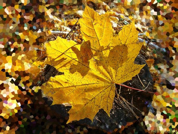 Осенний Калейдоскоп