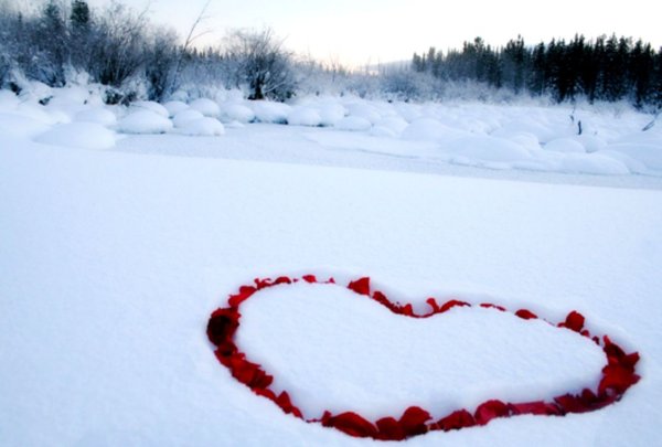 Лепестки роз на снегу