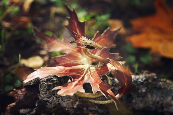 Дракон в осеннем лесу