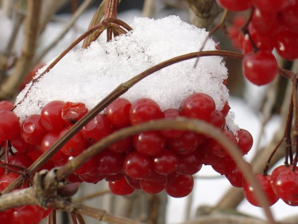 Калина зимой