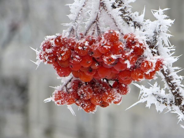 Ягоды рябины в снегу