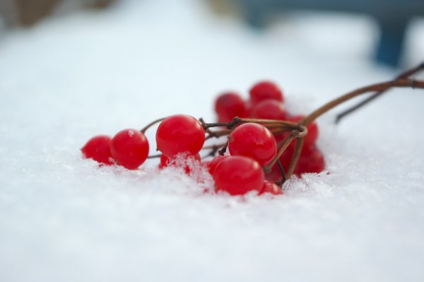 Зимние ягоды