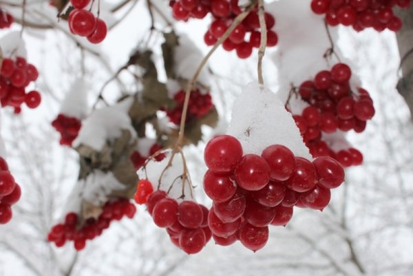 Куст калины зимой