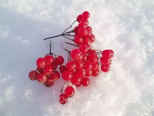 Гроздь калины на снегу