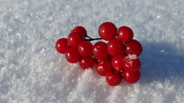 Наливные ягоды рдеют на снегу