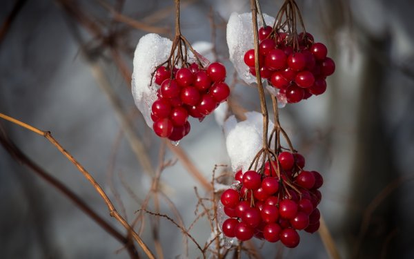 Зимняя Калина гроздь