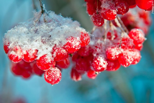 Рябина зимой