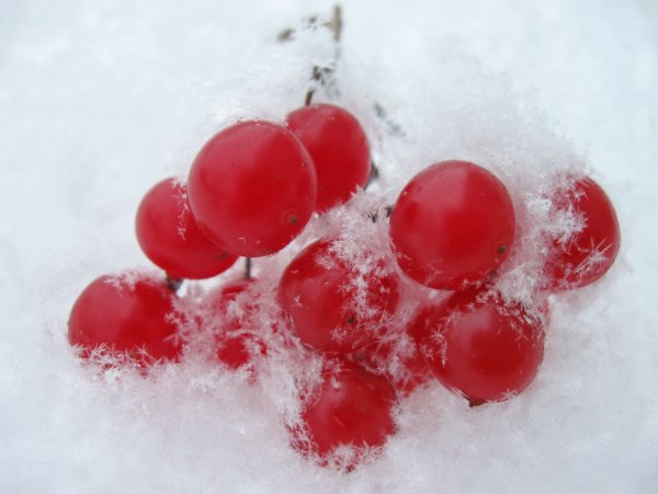 Гроздь калины на снегу