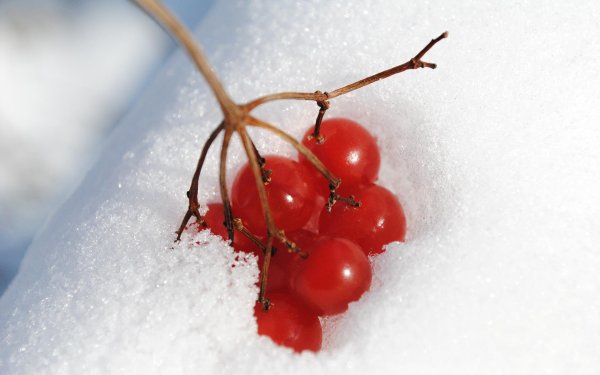 Ягоды калины в снегу