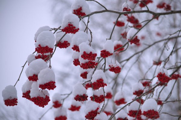 Рябина под снегом