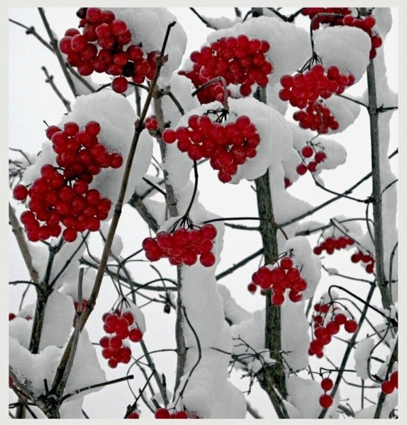 Калина взимку