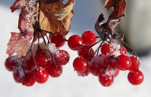 Калина в ноябре