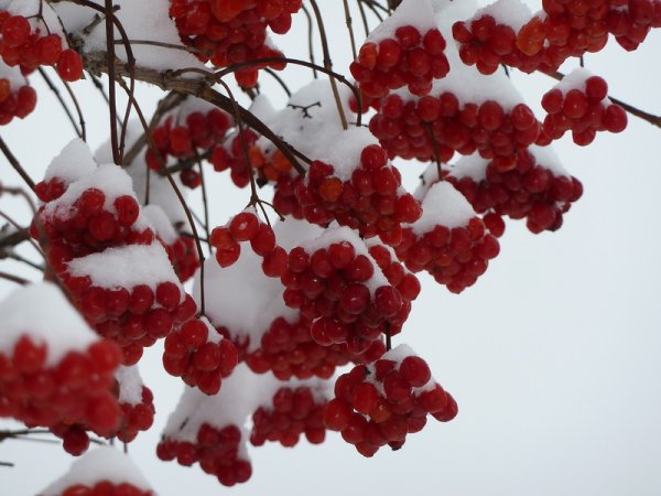 Калина взимку