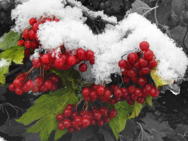 Калина красная ягоды (250гр)