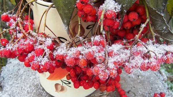 Зимний букет с рябиной
