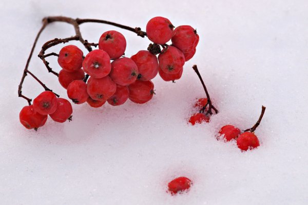 Веточка калины в снегу