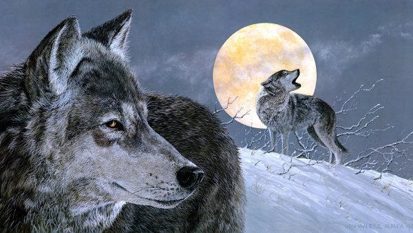 Одинокие волки