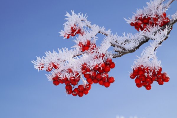 Зимняя рябина