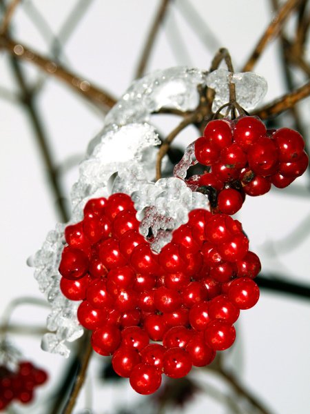 Калина рябина ягоды