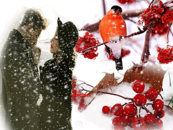 Зимняя рябина