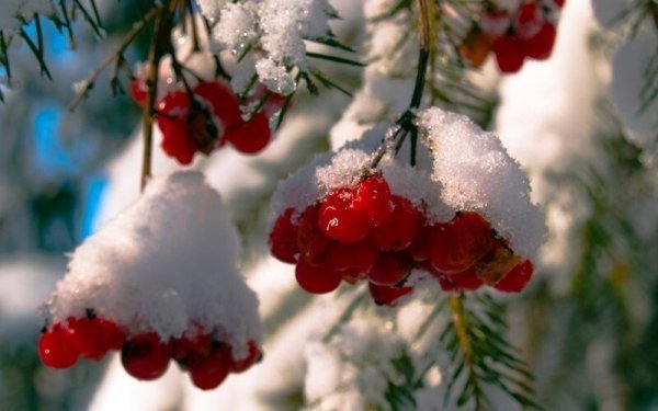 Рябина и первый снег