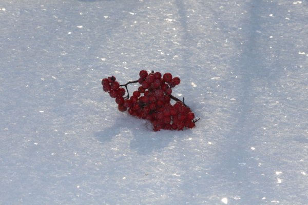 Гроздь калины на снегу
